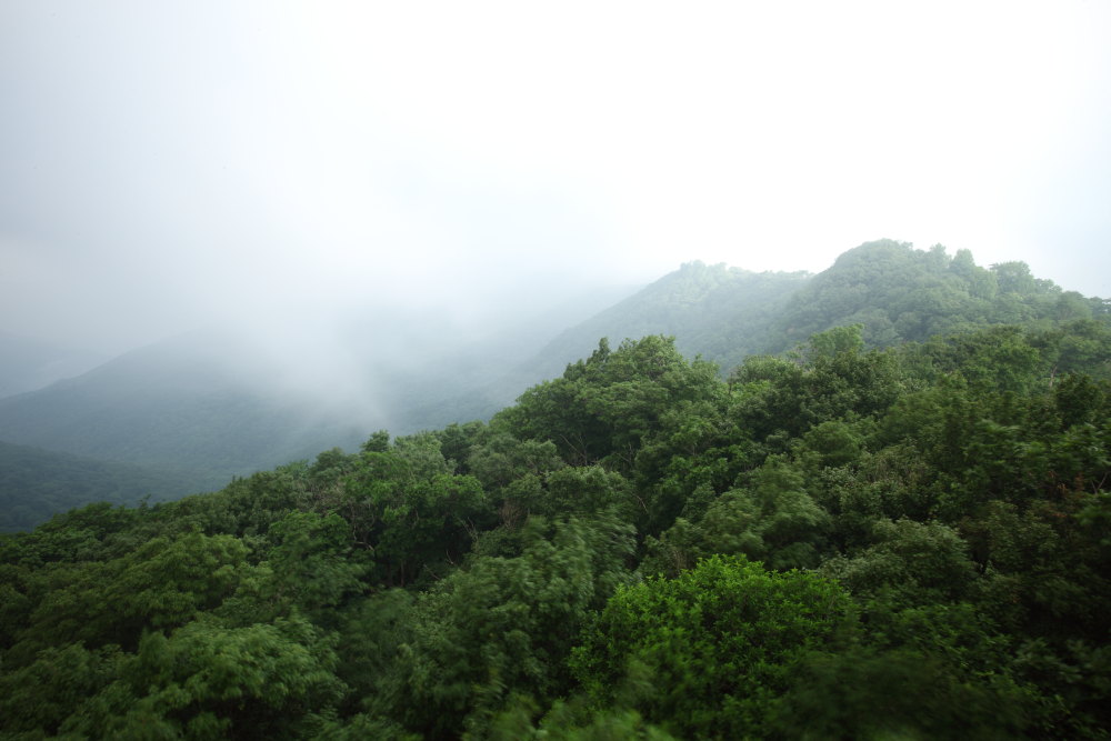 夏之绿-7 摄影 无限江山