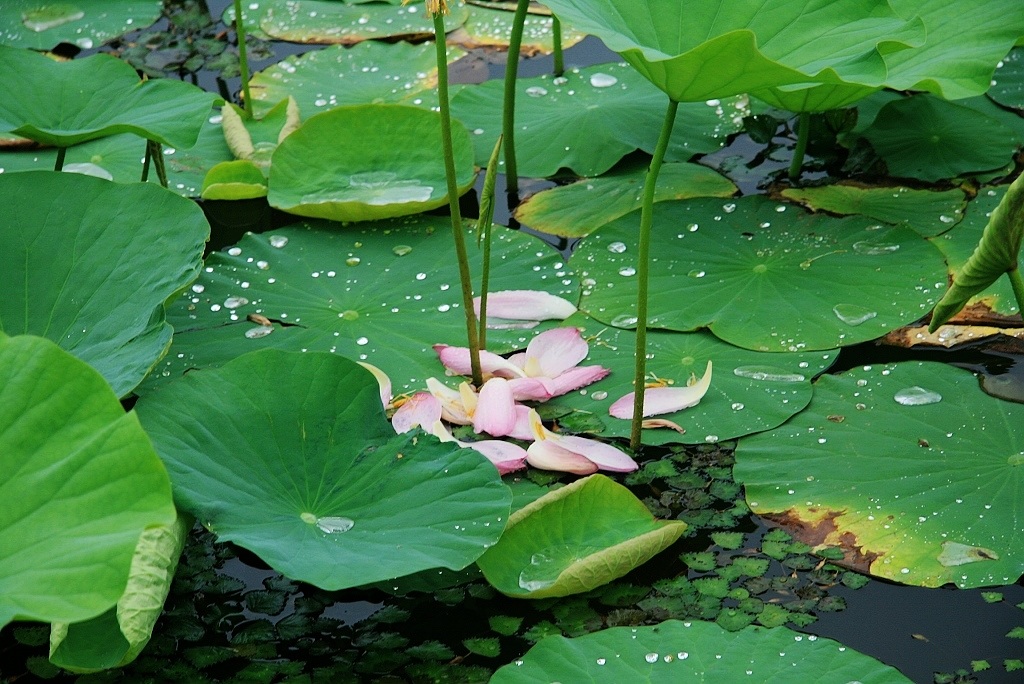 悼花珠泪 摄影 秋水孤鹜