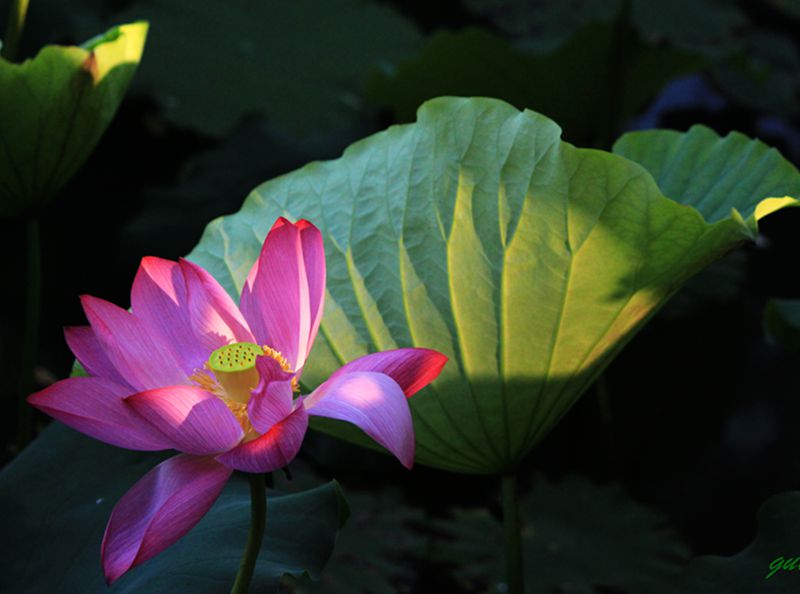 花仙子 摄影 l荔霖