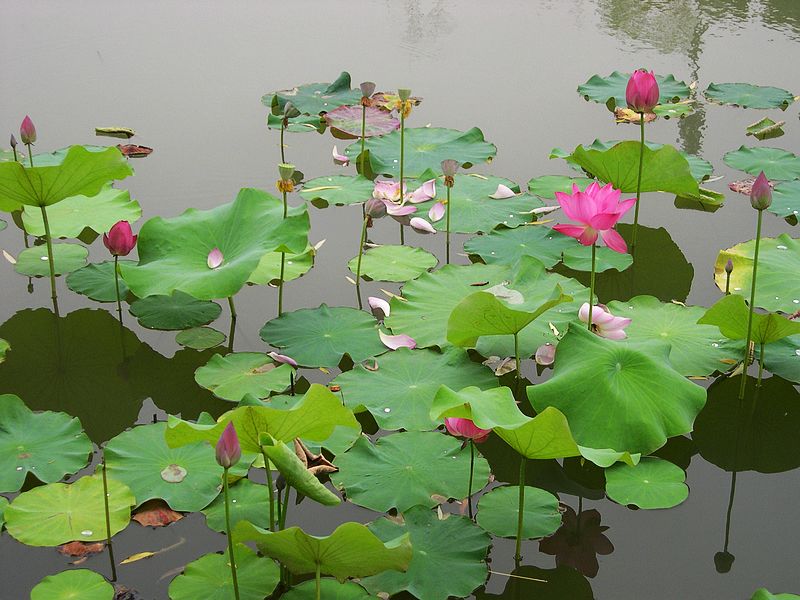 花开花落见莲蓬 摄影 西风胡杨