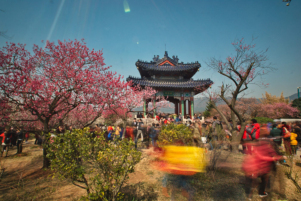 梅花山 摄影 冒号