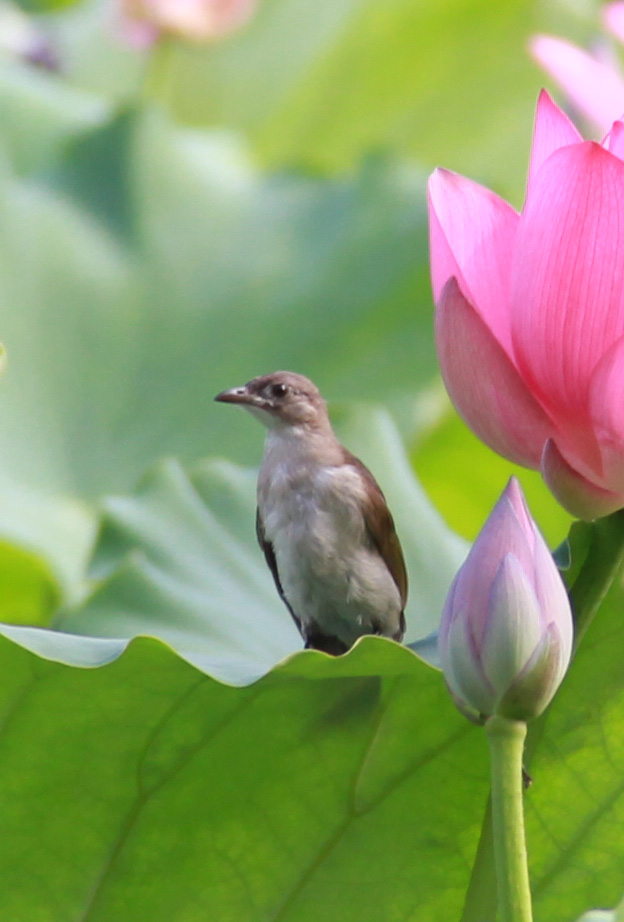 小息 摄影 吸风饮露