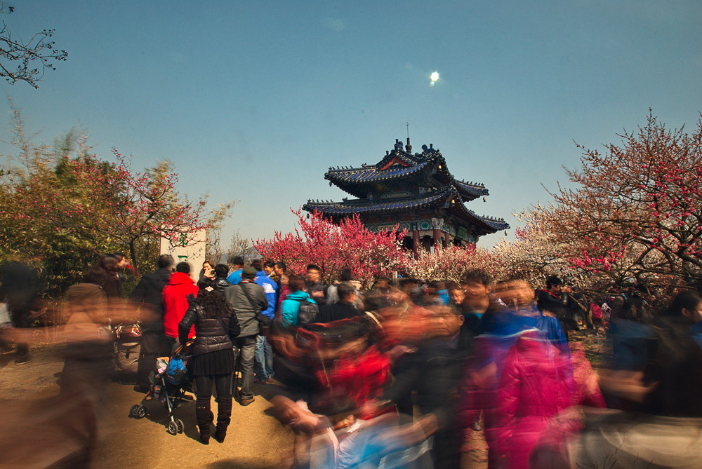 梅花山《三》 摄影 冒号