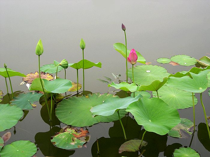 小荷 摄影 西风胡杨