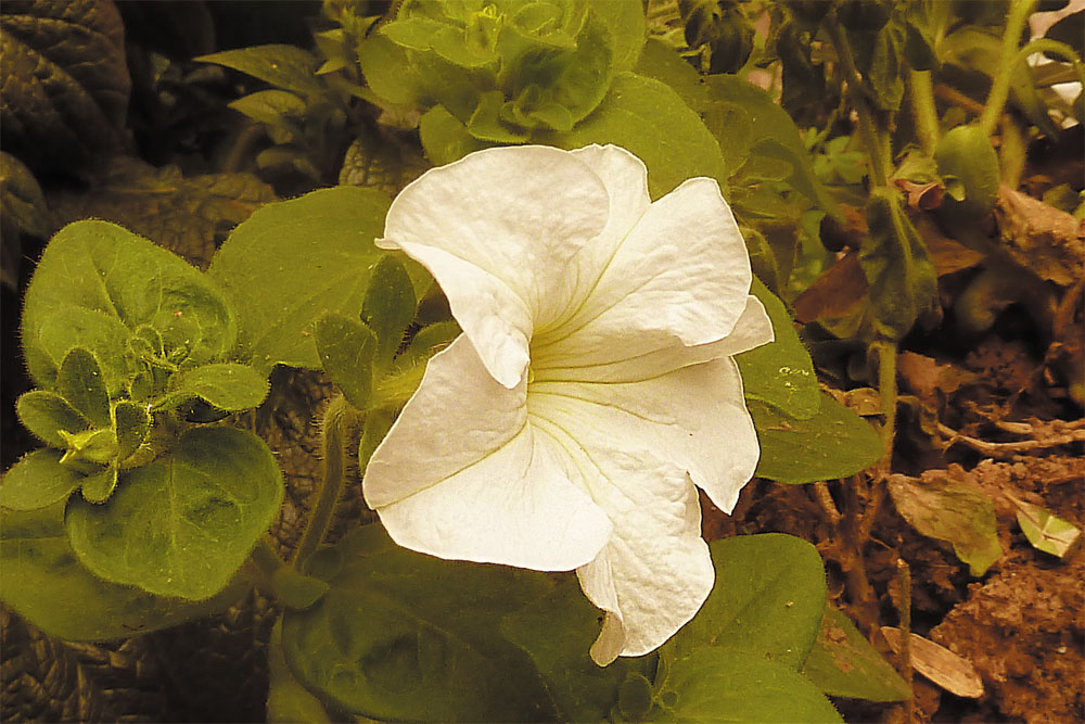 花卉 摄影 翰荣