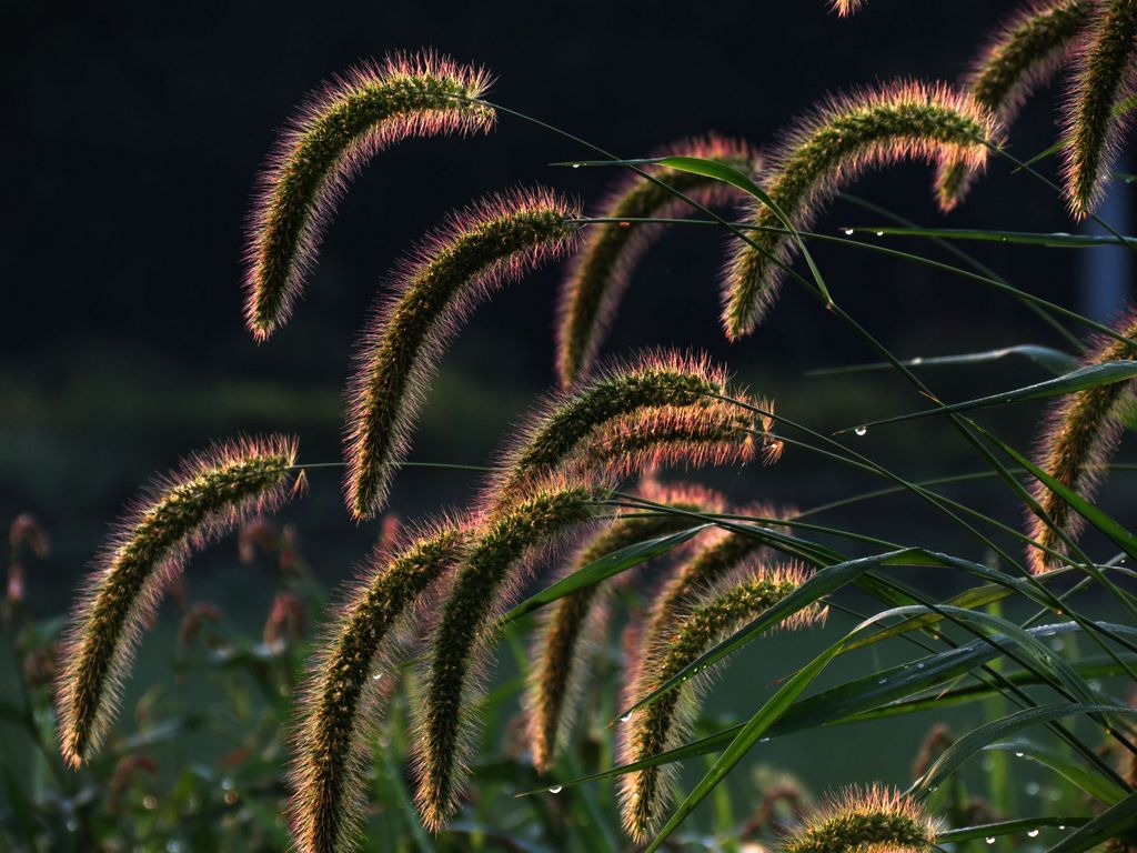 狗尾草的风姿 摄影 湖城摄郎