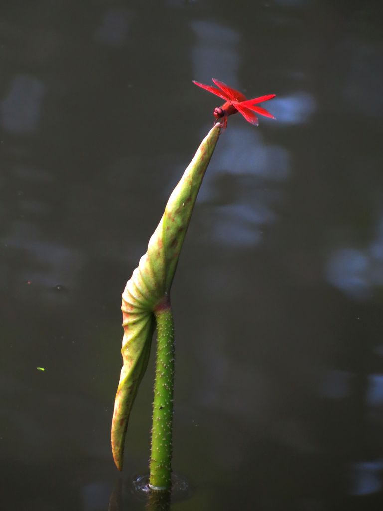 小荷 摄影 湖城摄郎