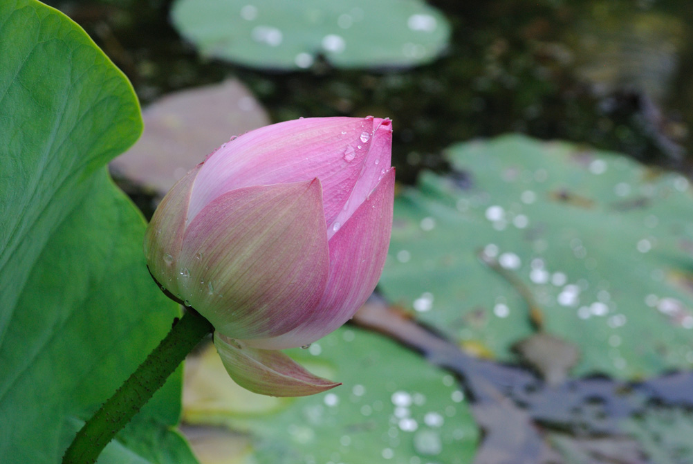 雨后 摄影 是秋