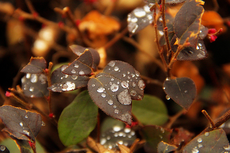 雨水 摄影 郁佑