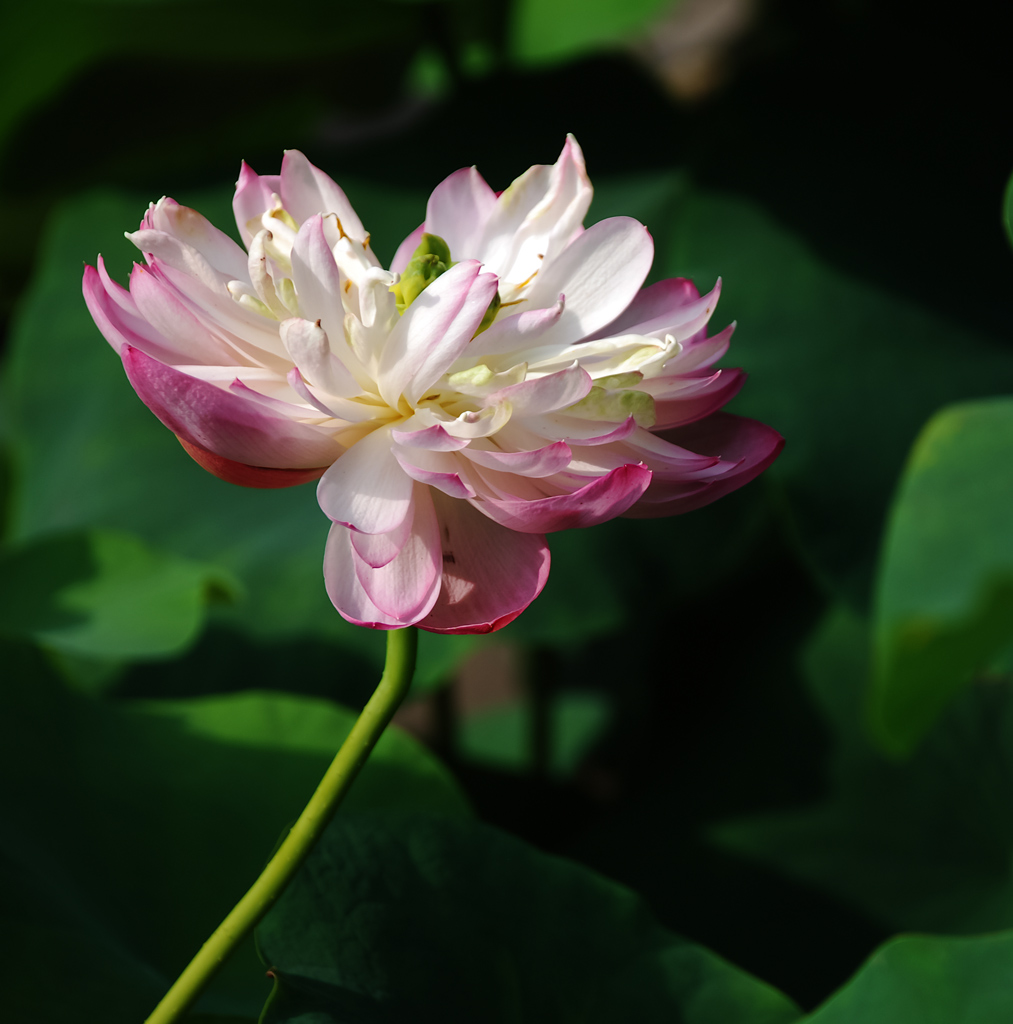 重瓣荷花 摄影 小红椒