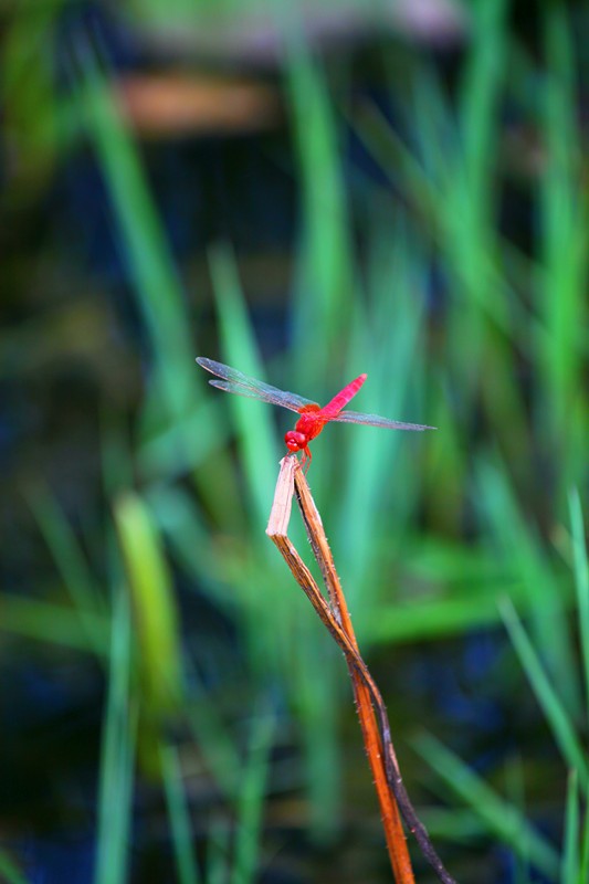 红色蜻蜓 摄影 唐泊虎