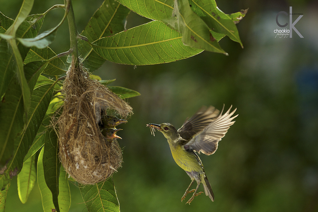 Feeding Time @ Sun Bird 摄影 chookia