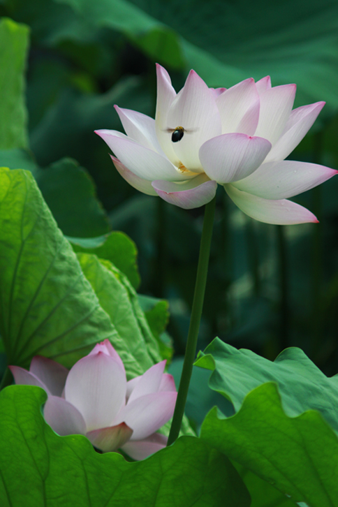 荷花 摄影 jiangzhenqiu