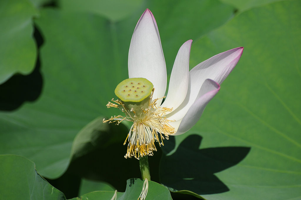 荷花 摄影 YSY5806