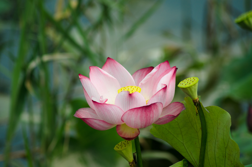 荷花 摄影 狼鹰