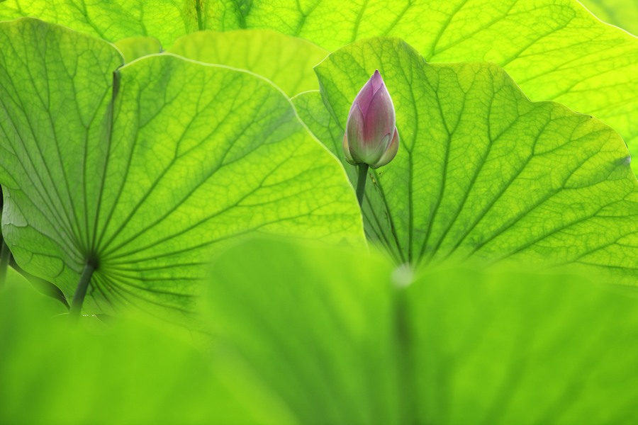 妙笔生花 摄影 kangj