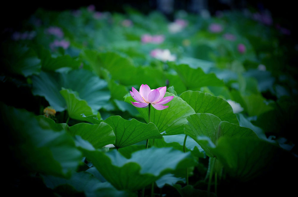 诗荷——夜深按彻霓裳舞 摄影 愚夫