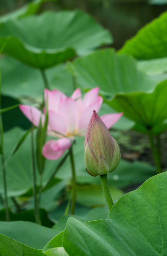 荷花 摄影 狼鹰