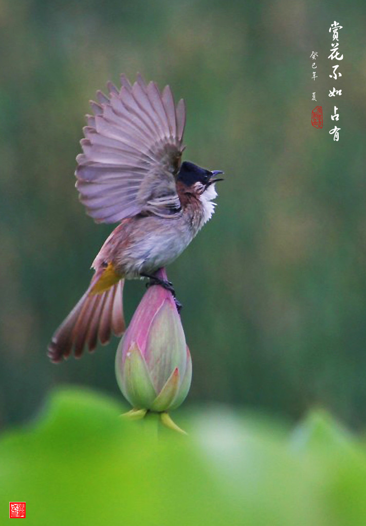 独占花魁【花鸟图4】 摄影 张学武