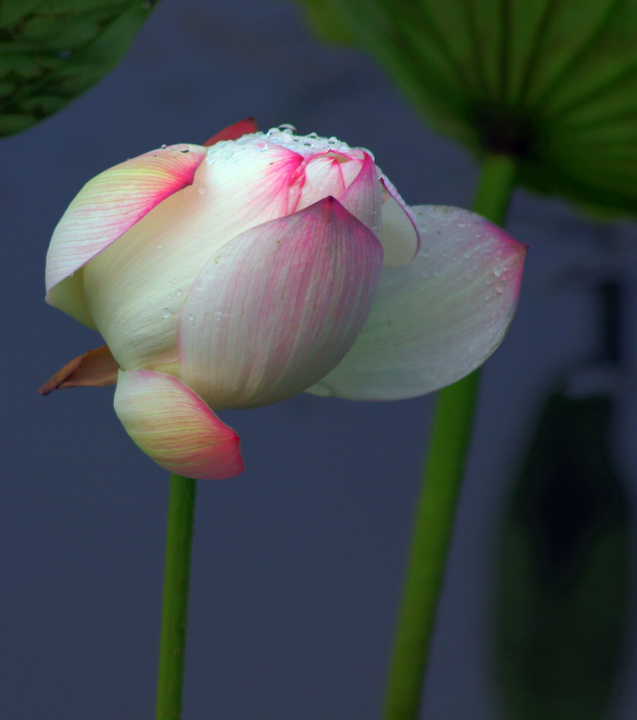 夏雨荷 摄影 香瓜虫