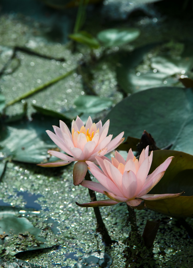 莲花 摄影 狼鹰