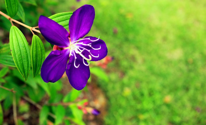 花 摄影 劲草依然