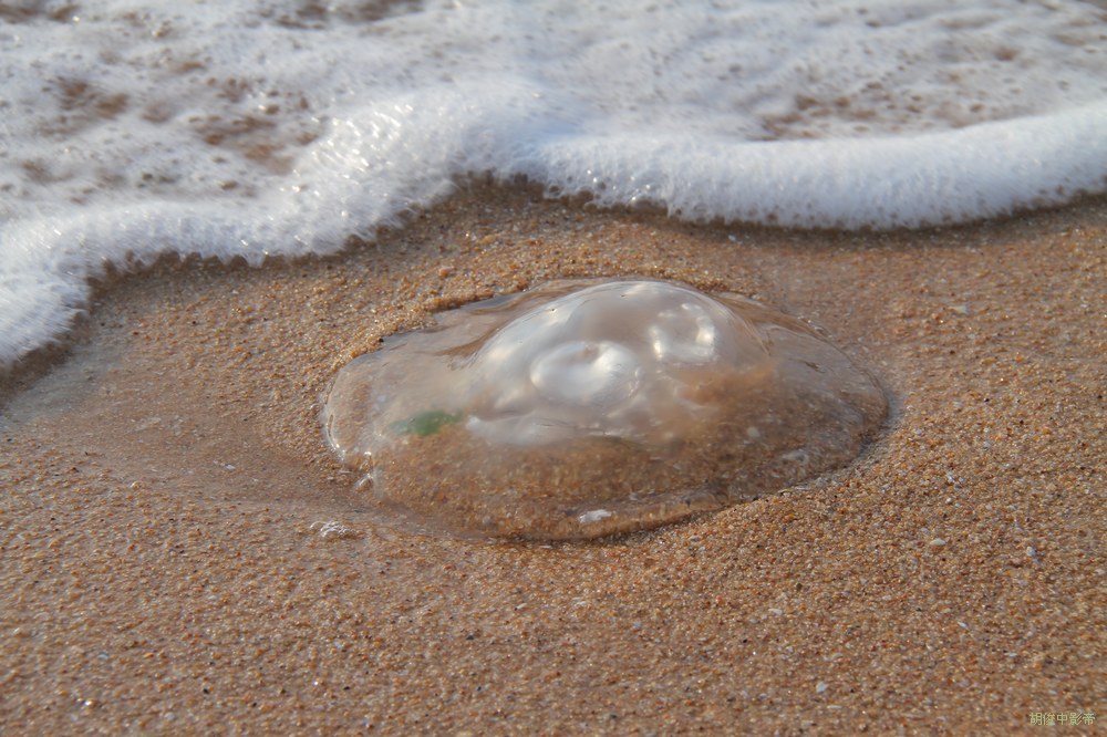 海蜇 摄影 胡俊中