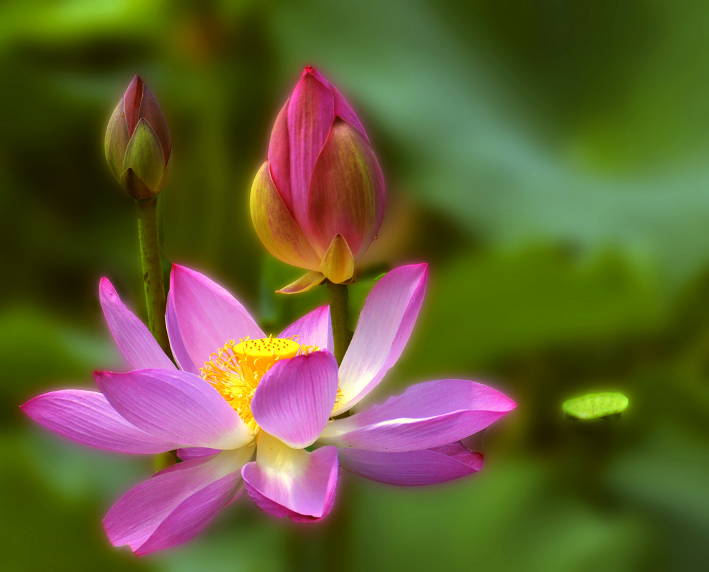 荷花——虽衰犹争艳 摄影 小玩童