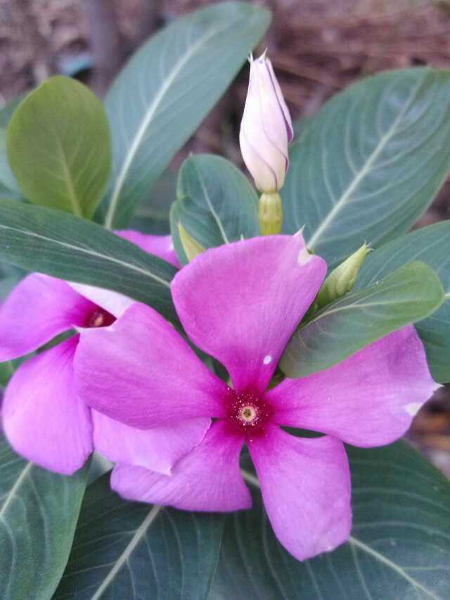 不知名花卉 摄影 爱色色