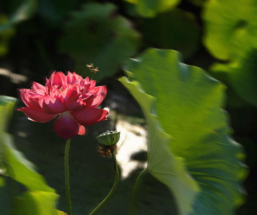 蜂恋花 摄影 小巫见大巫