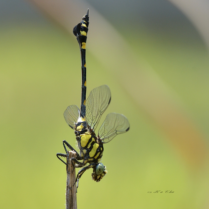 霸王叶春蜓 Ictinogomphus pertinax 摄影 重庆咔嚓