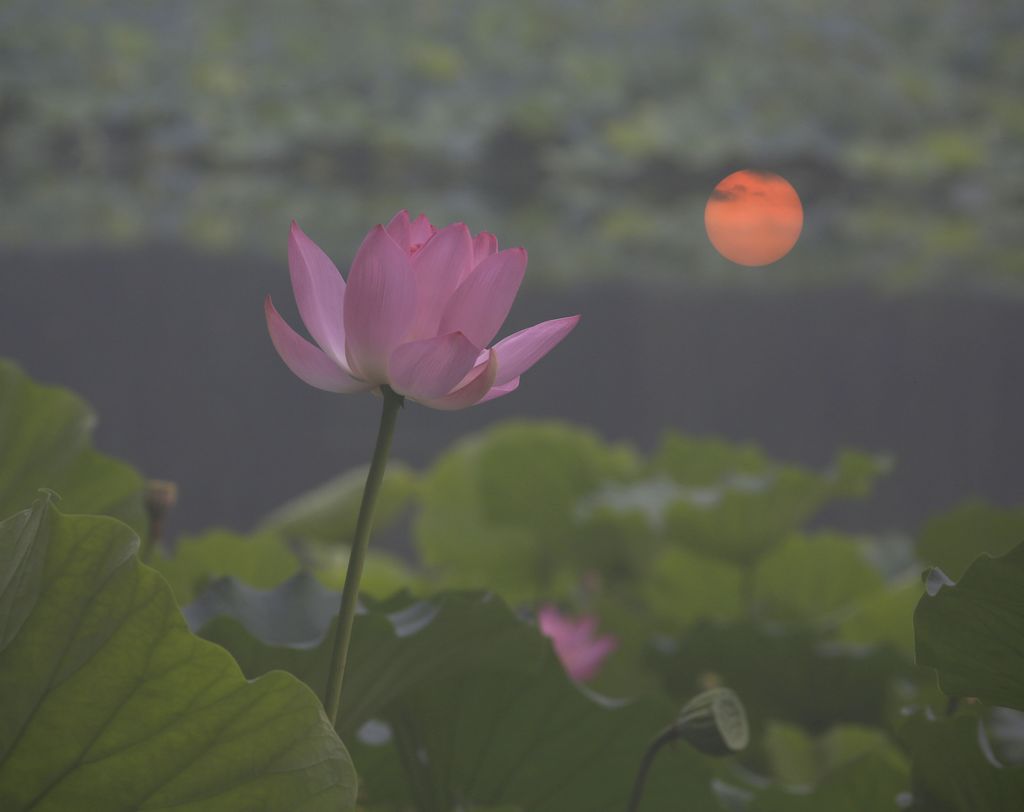 映日荷花 摄影 七月虎