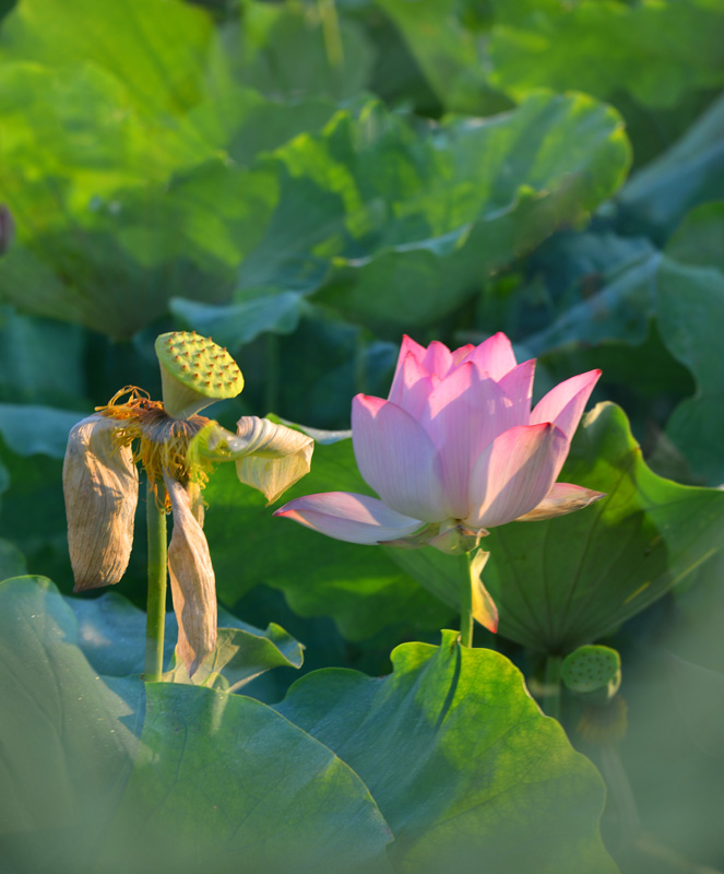 一枯一荣 摄影 时颖