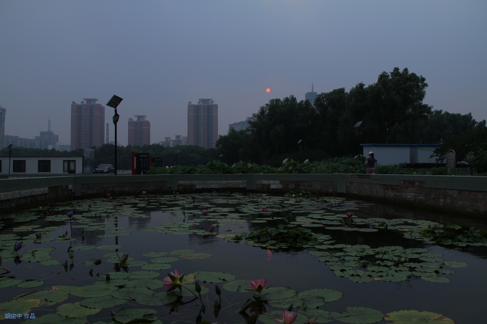 花池映夕阳 摄影 胡俊中