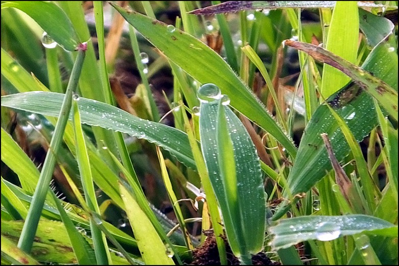 露珠 摄影 康雪儿