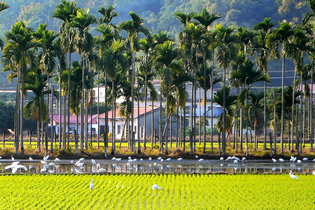 田園 摄影 zcandcy