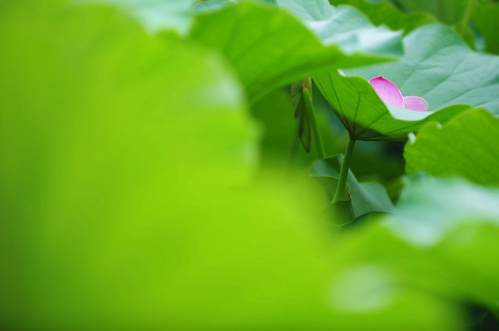 诗荷——菡萏香销翠叶残 摄影 愚夫