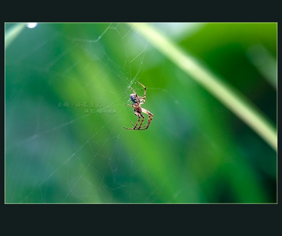 虫趣……小不点儿 摄影 细雨朦胧