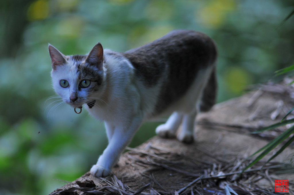 猫 摄影 孤崖一枝花