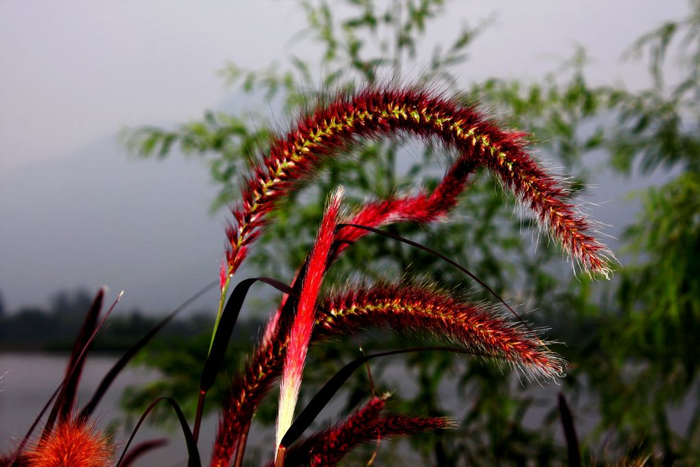 邛海湿地的花草 25 摄影 风萧萧fxx