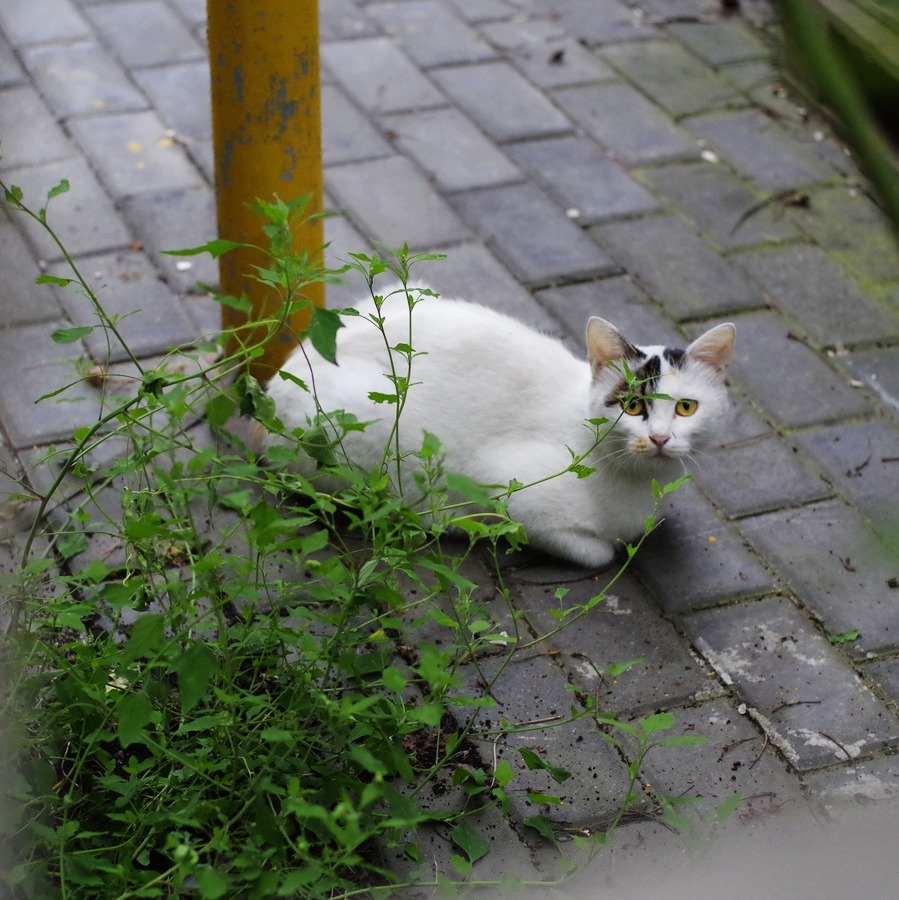 猫君 摄影 赵狐狸