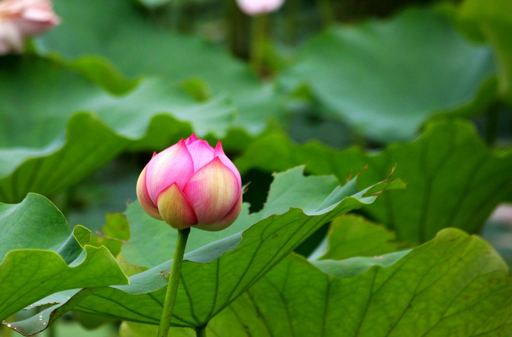 邛海湿地的花 28 摄影 风萧萧fxx