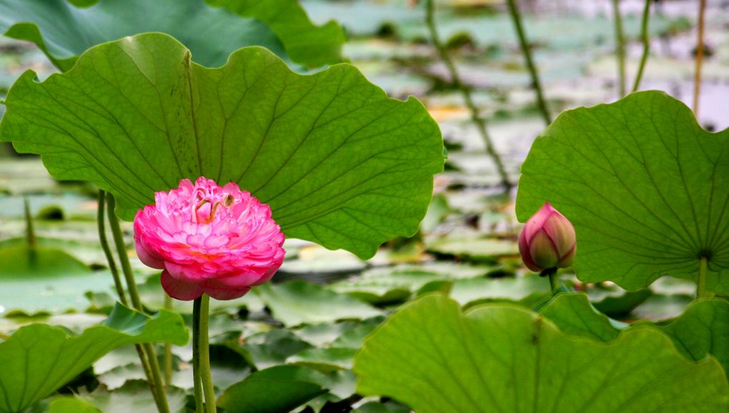 邛海湿地的花 29 摄影 风萧萧fxx