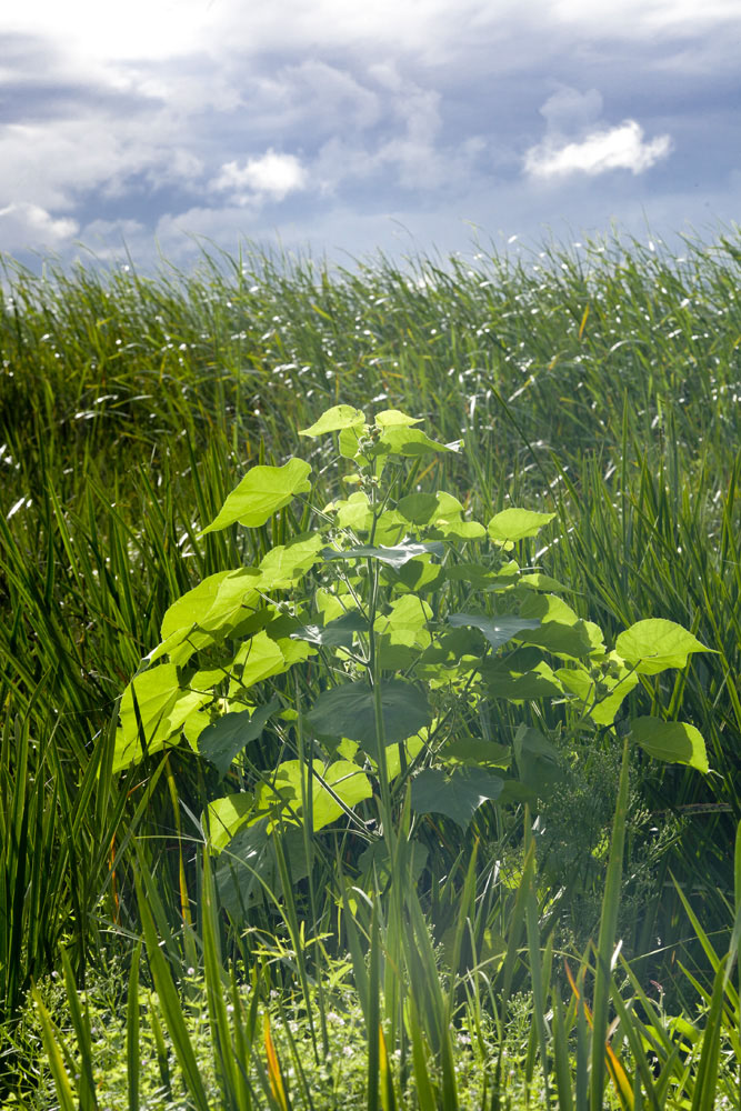 湿地\植被 摄影 甲由田