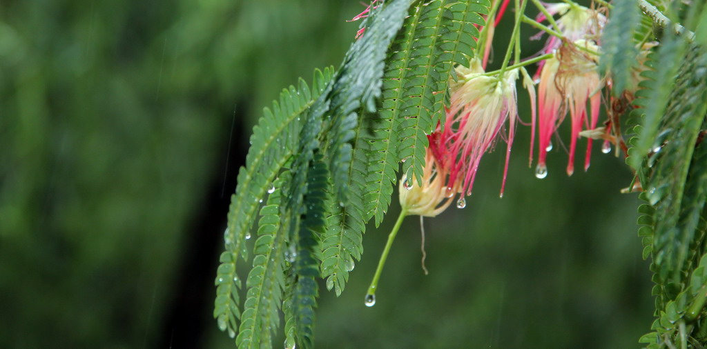 雨中情....... 摄影 虚画