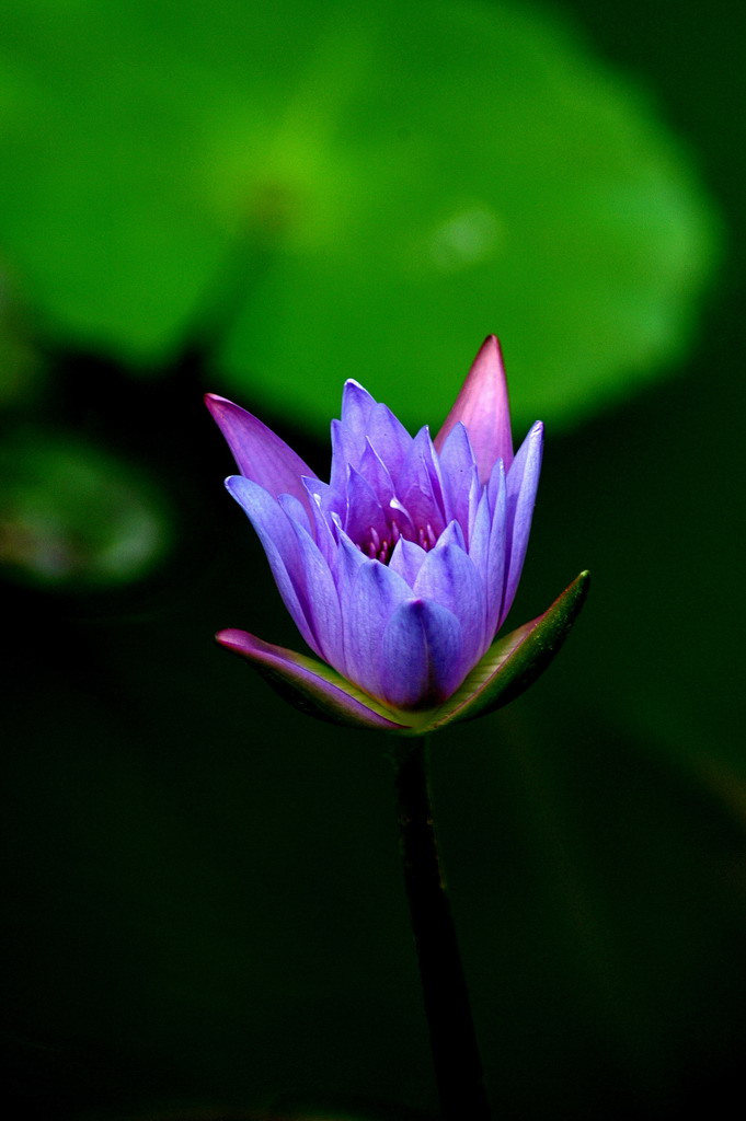 小品摄影《蓝莲花》 摄影 老驴头