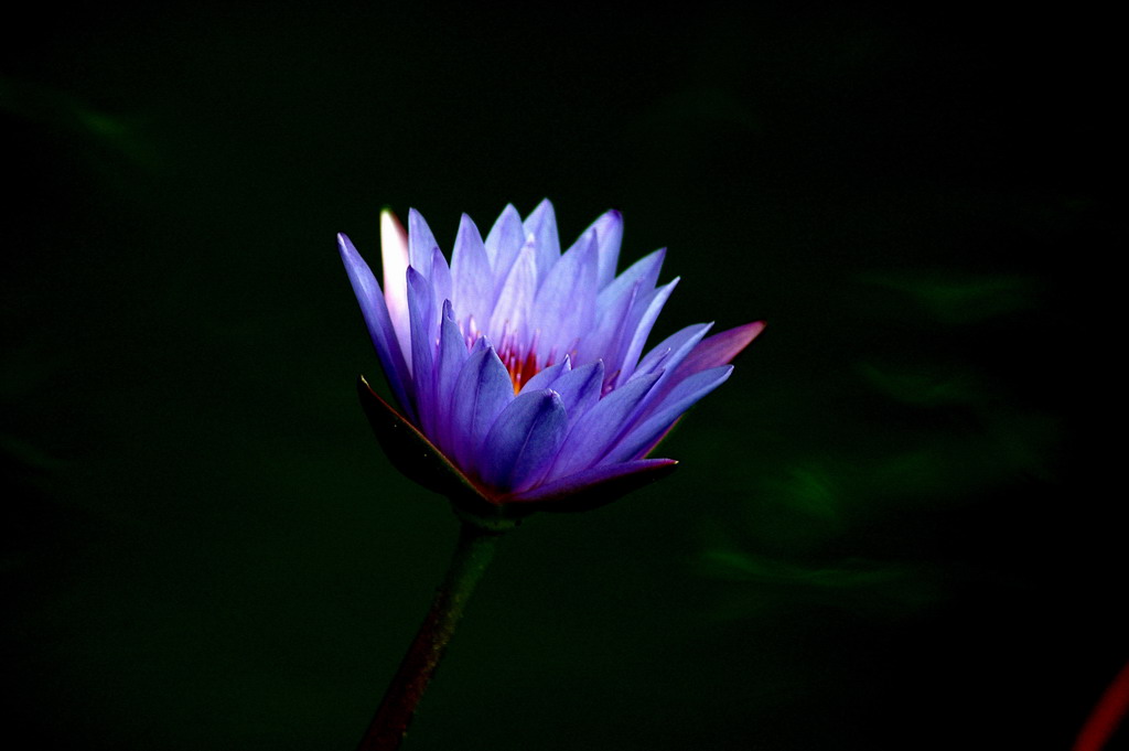 小品摄影《蓝莲花》 摄影 老驴头