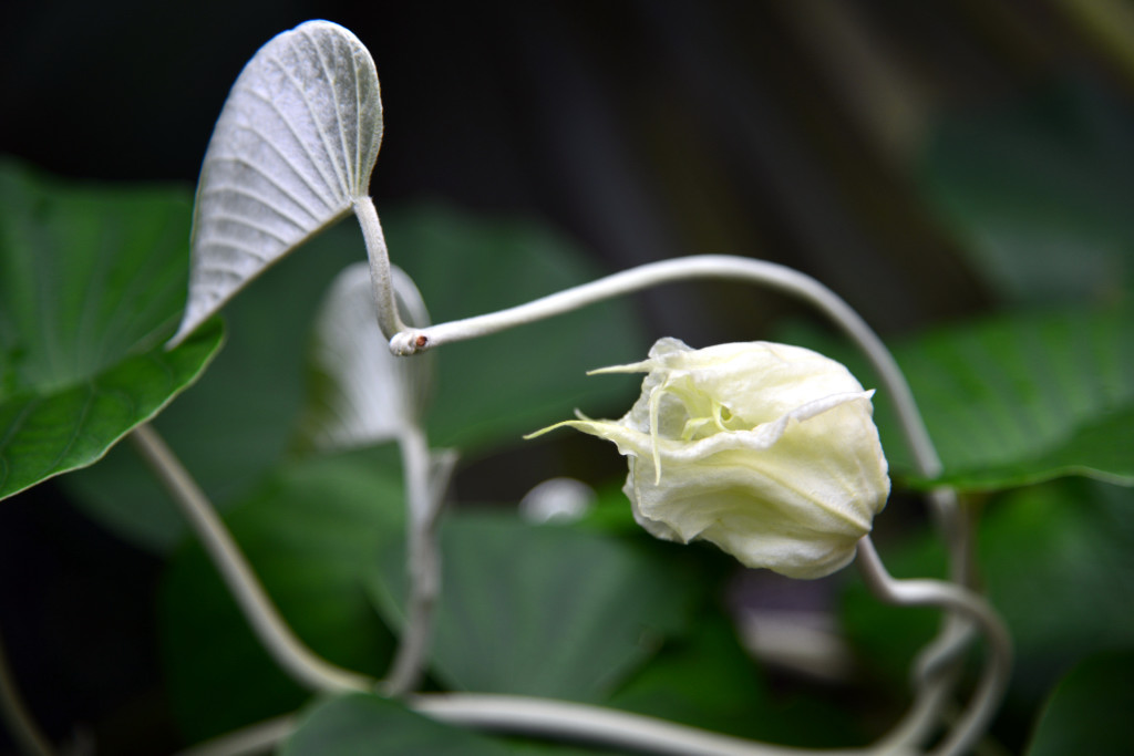 胡姬花1 摄影 乌龙茶800