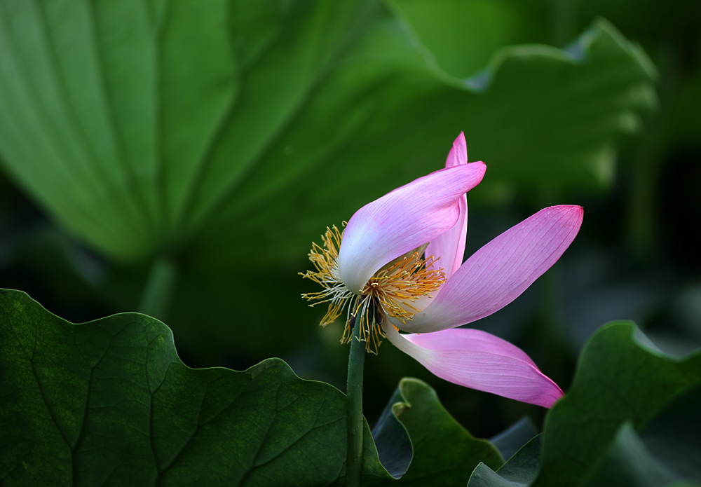 妩媚芳魂 摄影 平淡似水