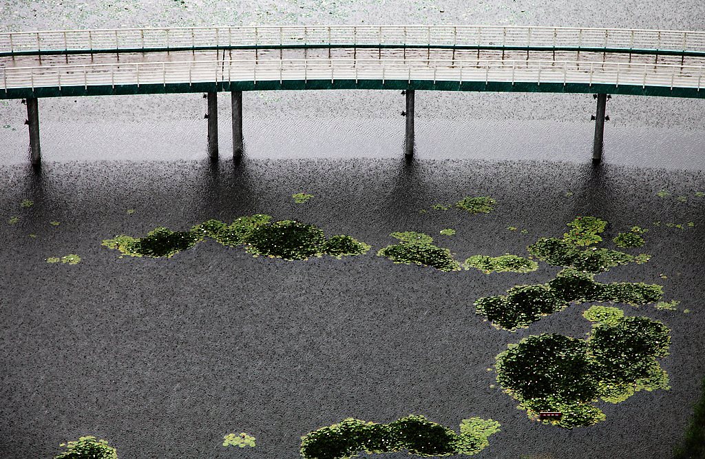 荷塘听雨 摄影 秋水孤鹜